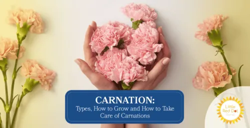 Carnation Types How to Grow and How to Take Care of Carnations Headline 1640 x 840 (1) Carnation Types How to Grow and How to Take Care of Carnations Headline 1640 x 840 (1)