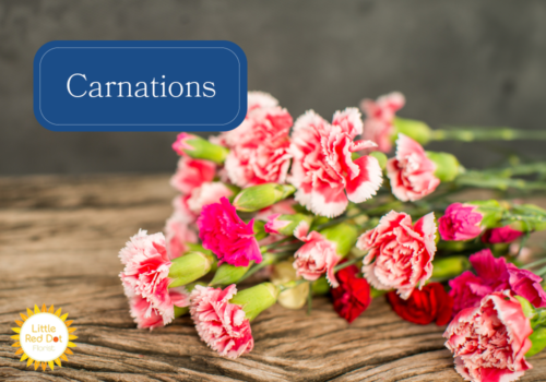 Carnations Carnations