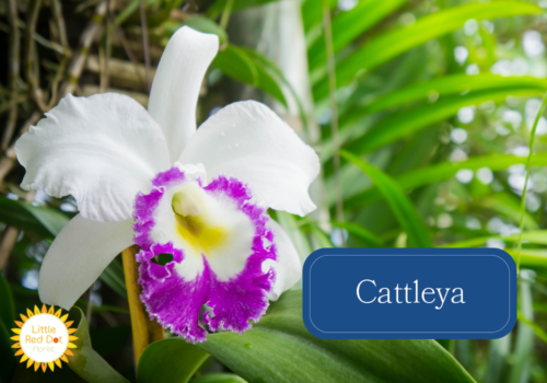 Cattleya Inline 1000 x 700 Cattleya Inline 1000 x 700