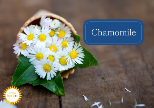 Chamomile Chamomile