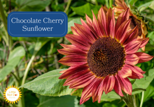 Chocolate Cherry Sunflower