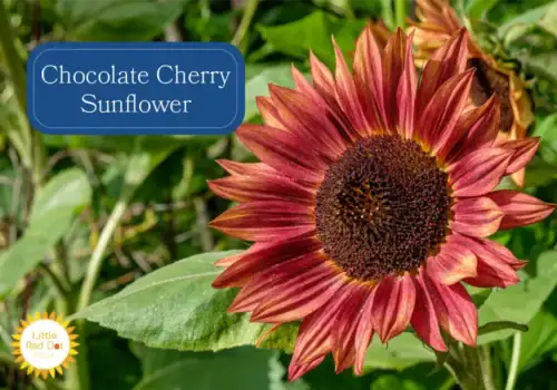 Chocolate Cherry Sunflower Chocolate Cherry Sunflower
