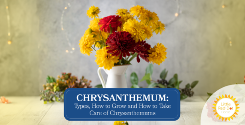 Chrysanthemum Types How to Grow and How to Take Care of Chrysanthemums 1640 x 840 Chrysanthemum Types How to Grow and How to Take Care of Chrysanthemums 1640 x 840