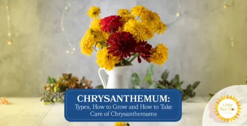Chrysanthemum Types How to Grow and How to Take Care of Chrysanthemums 1640 x 840 Chrysanthemum Types How to Grow and How to Take Care of Chrysanthemums 1640 x 840