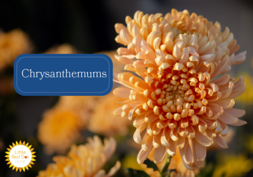Chrysanthemums Chrysanthemums