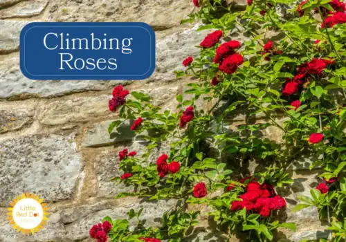 Climbing Roses Climbing Roses