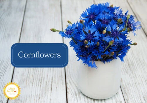 Cornflowers Cornflowers