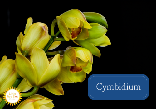 Cymbidium Inline 1000 x 700 Cymbidium Inline 1000 x 700