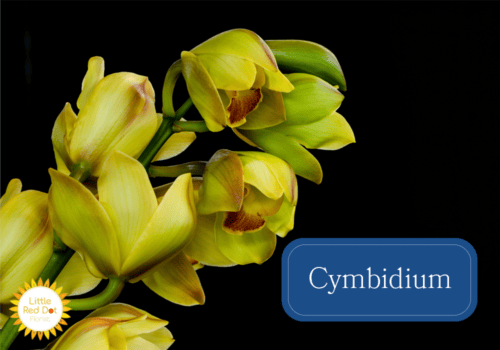 Cymbidium Inline 1000 x 700 Cymbidium Inline 1000 x 700