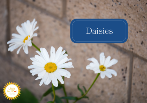Daisies Daisies