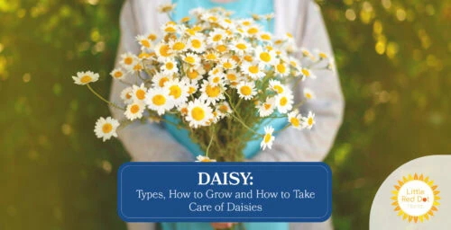 Daisy Types How to Grow and How to Take Care of Daisies Headline 1640 x 840 Daisy Types How to Grow and How to Take Care of Daisies Headline 1640 x 840