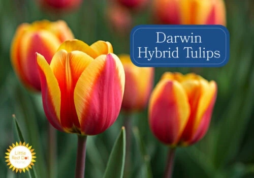 Darwin Hybrid Tulips Darwin Hybrid Tulips