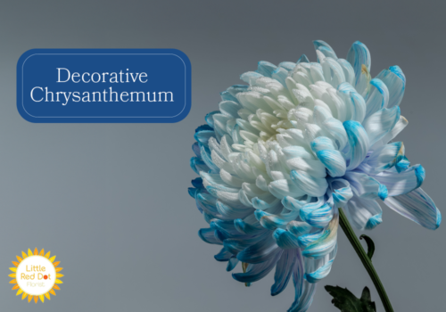 Decorative Chrysanthemum Inline 1000 x 700 Decorative Chrysanthemum Inline 1000 x 700