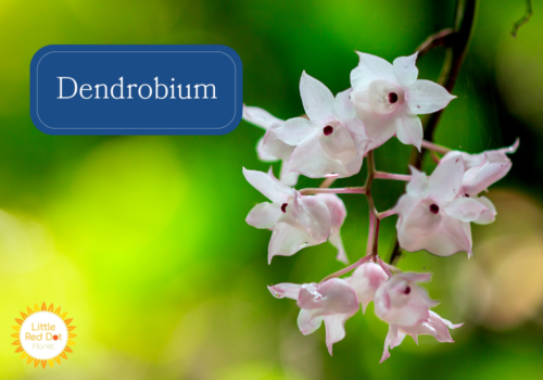Dendrobium Inline 1000 x 700 Dendrobium Inline 1000 x 700