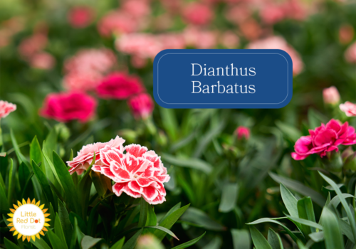 Dianthus Barbatus Inline 1000 x 700