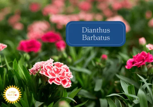 Dianthus Barbatus Inline 1000 x 700 Dianthus Barbatus Inline 1000 x 700