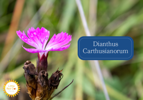 Dianthus Carthusianorum Inline 1000 x 700 (1)
