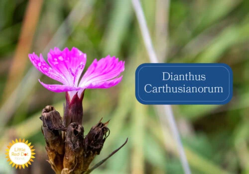 Dianthus Carthusianorum Inline 1000 x 700 (1) Dianthus Carthusianorum Inline 1000 x 700 (1)