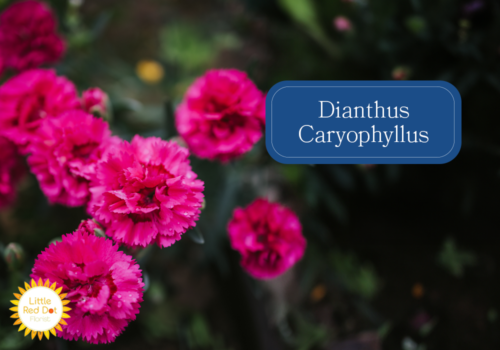 Dianthus Caryophyllus Inline 1000 x 700 (1)