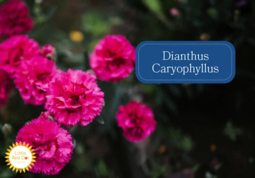 Dianthus Caryophyllus Inline 1000 x 700 (1) Dianthus Caryophyllus Inline 1000 x 700 (1)