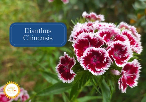Dianthus Chinensis Inline 1000 x 700 (1) Dianthus Chinensis Inline 1000 x 700 (1)