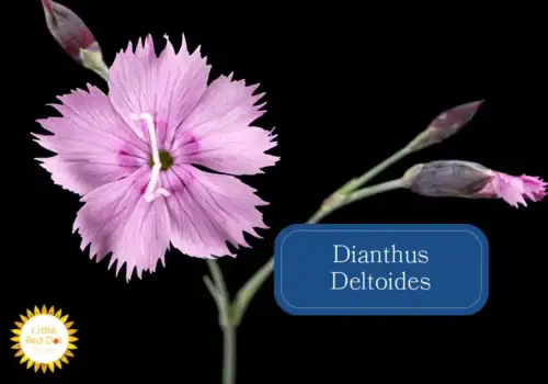 Dianthus Deltoides Inline 1000 x 700 (1) Dianthus Deltoides Inline 1000 x 700 (1)