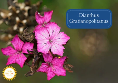 Dianthus Gratianopolitanus Inline 1000 x 700 Dianthus Gratianopolitanus Inline 1000 x 700