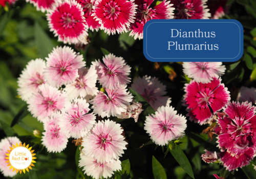 Dianthus Plumarius Inline 1000 x 700 (1)