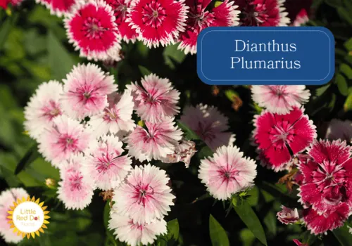 Dianthus Plumarius Inline 1000 x 700 (1) Dianthus Plumarius Inline 1000 x 700 (1)