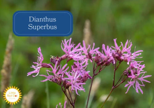 Dianthus Superbus Inline 1000 x 700 (1) Dianthus Superbus Inline 1000 x 700 (1)