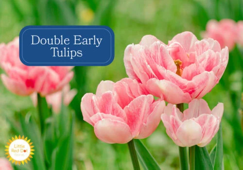 Double Early Tulips Double Early Tulips