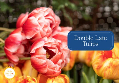 Double Late Tulips Double Late Tulips