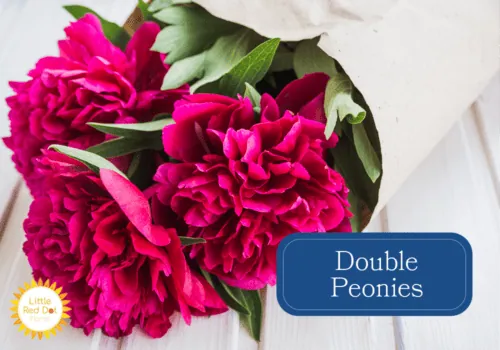 Double Peonies 1000 x 700 Double Peonies 1000 x 700
