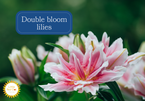 Double bloom lilies Double bloom lilies