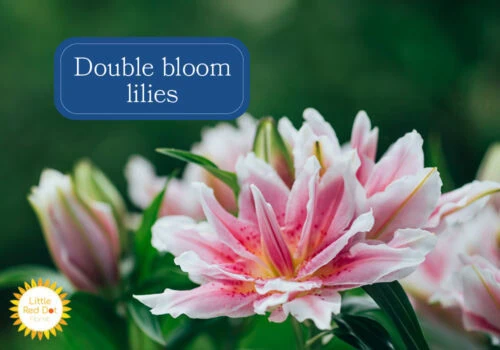 Double bloom lilies Double bloom lilies