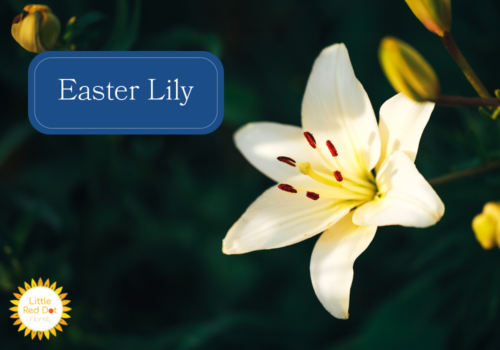 Easter Lily Easter Lily