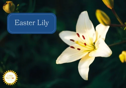 Easter Lily Easter Lily