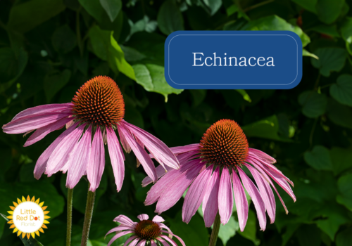 Echinacea Inline 1000 x 700