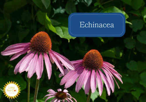 Echinacea Inline 1000 x 700 Echinacea Inline 1000 x 700