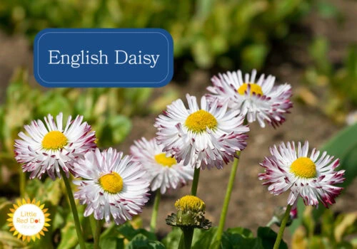 English Daisy Inline 1000 x 700 English Daisy Inline 1000 x 700