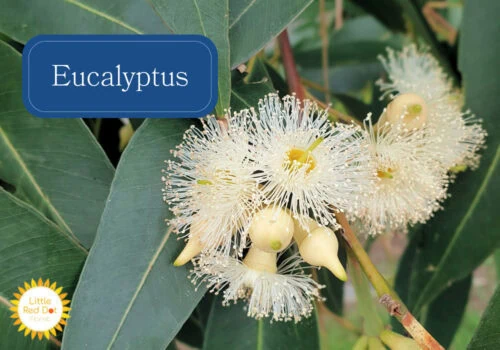 Eucalyptus Eucalyptus