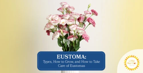 Eustoma Types How to Grow and How to Take Care of Eustomas Headline 1640 x 840 Eustoma Types How to Grow and How to Take Care of Eustomas Headline 1640 x 840