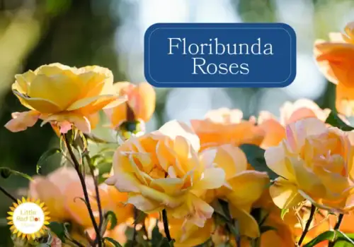 Floribunda Roses Floribunda Roses