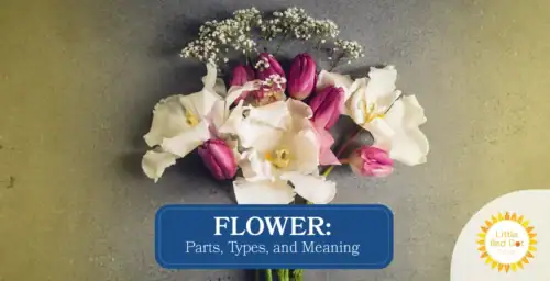 Flower Parts Types and Meaning Headline 1640 x 840 Flower