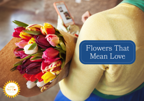 Flowers That Mean Love H2 1000 x 700 Flowers That Mean Love H2 1000 x 700
