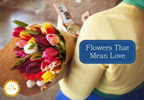 Flowers That Mean Love H2 1000 x 700 Flowers That Mean Love H2 1000 x 700