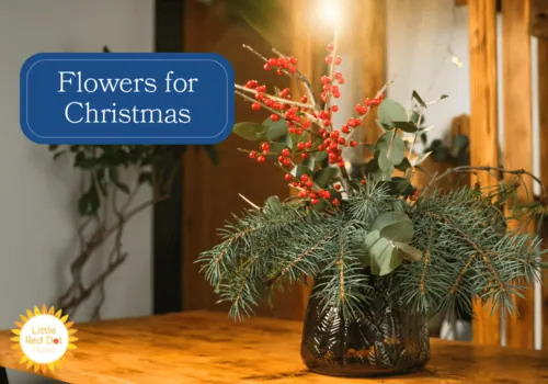 Flowers for Christmas H2 1000 x 700 Flowers for Christmas H2 1000 x 700