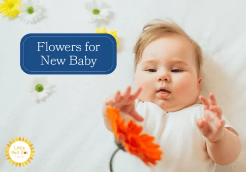 Flowers for New Baby H2 1000 x 700 Flowers for New Baby H2 1000 x 700
