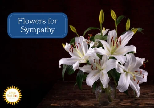 Flowers for Sympathy H2 1000 x 700 Flowers for Sympathy H2 1000 x 700
