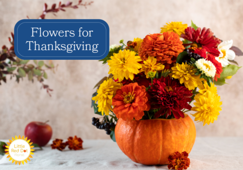 Flowers for Thanksgiving H2 1000 x 700 Flowers for Thanksgiving H2 1000 x 700